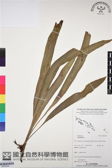 登錄號:BP03308藏品圖，第1張