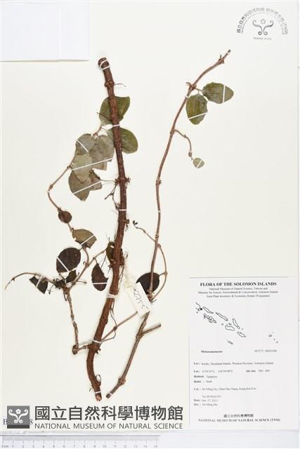 登錄號:BS03308藏品圖，第1張