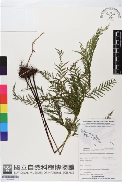 登錄號:BP02838藏品圖，第1張