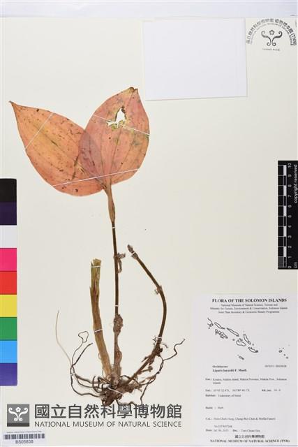 登錄號:BS05838藏品圖，第1張