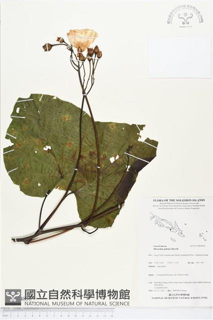 登錄號:BS04838藏品圖，第1張