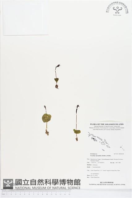 Accession Number:BS02038 Collection Image