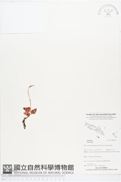 登錄號:BS05038藏品圖，第1張