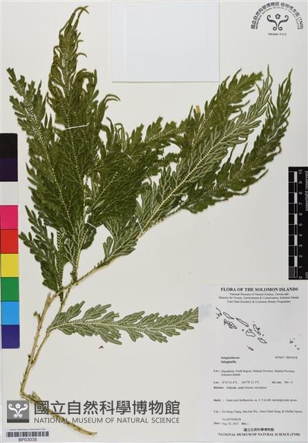 登錄號:BP03038藏品圖，第1張