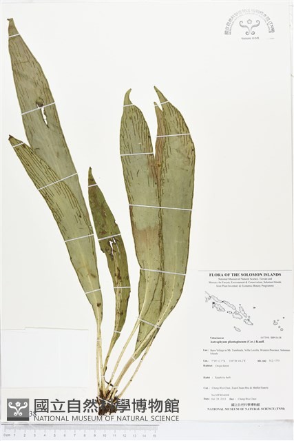 登錄號:BP01638藏品圖，第1張