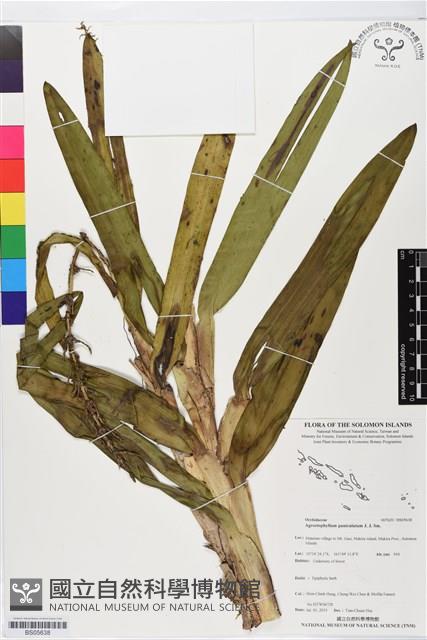 登錄號:BS05638藏品圖，第1張