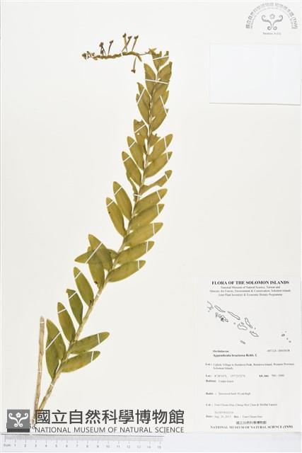 登錄號:BS03638藏品圖，第1張