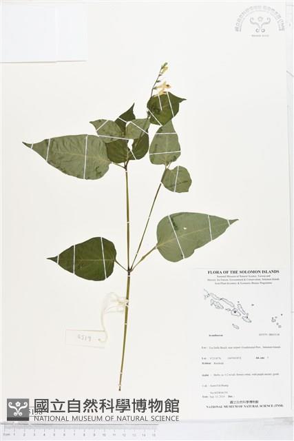 登錄號:BS05138藏品圖，第1張