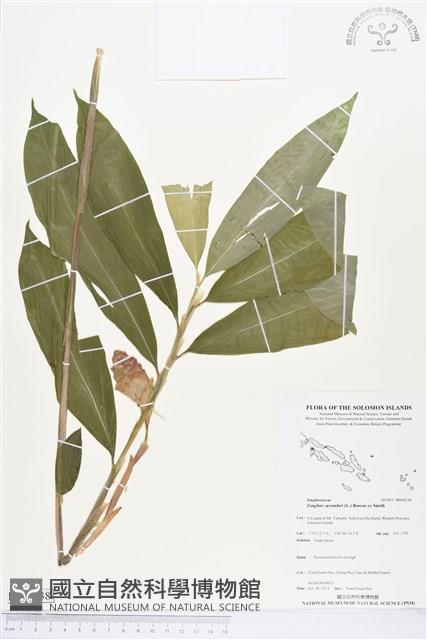 薑花、紅球薑藏品圖，第1張