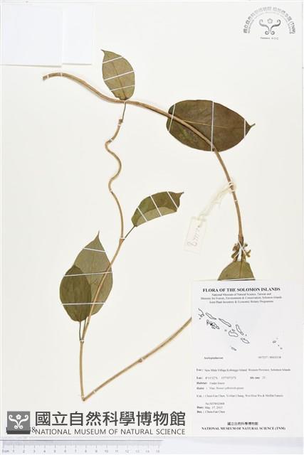 登錄號:BS03138藏品圖，第1張