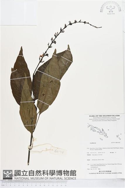 登錄號:BS05438藏品圖，第1張