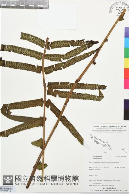 登錄號:BP03438藏品圖，第1張