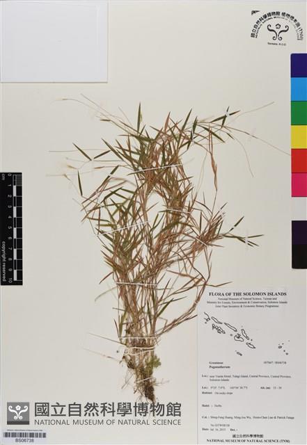 登錄號:BS06738藏品圖，第1張