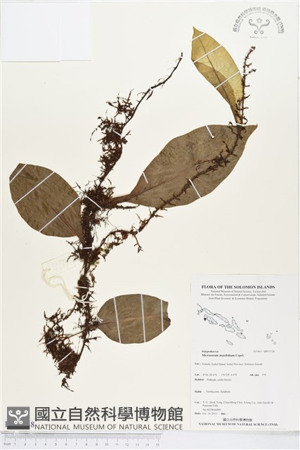 登錄號:BP01738藏品圖，第1張