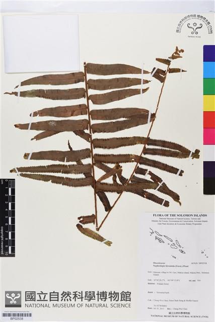 毛葉腎蕨藏品圖，第1張