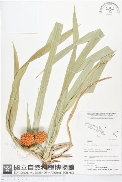 登錄號:BS05538藏品圖，第1張