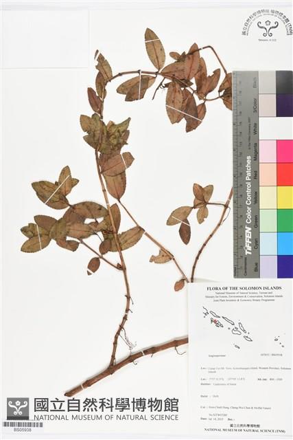 登錄號:BS05938藏品圖，第1張