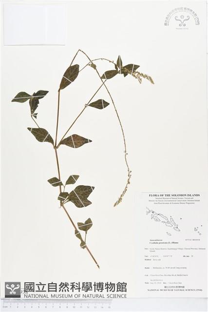 假川牛膝藏品圖，第1張