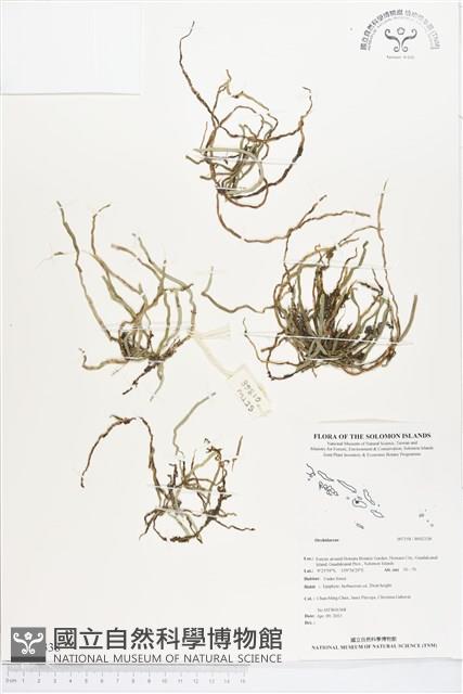 登錄號:BS02338藏品圖，第1張