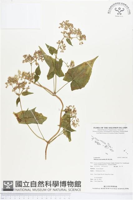 小花蔓澤蘭藏品圖，第1張