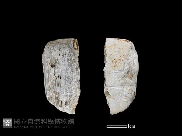 錛鑿形器藏品圖，第1張