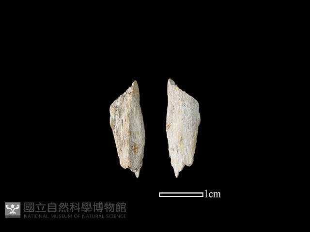 磨製石器藏品圖，第1張
