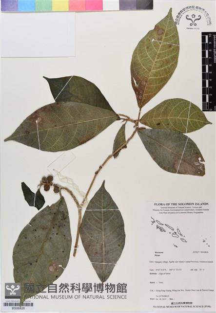 登錄號:BS06826藏品圖，第1張