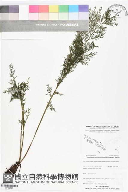 登錄號:BP02826藏品圖，第1張