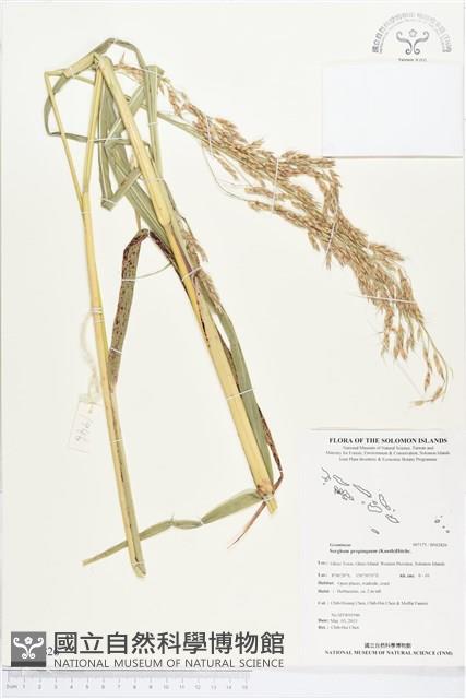 擬高粱藏品圖，第1張