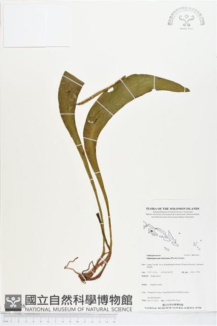 登錄號:BP01826藏品圖，第1張