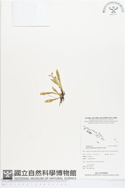 小花羊耳蒜、小花羊耳蘭藏品圖，第1張