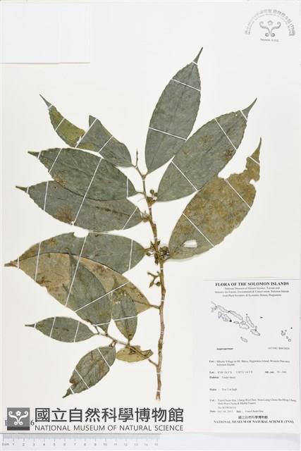 登錄號:BS03826藏品圖，第1張