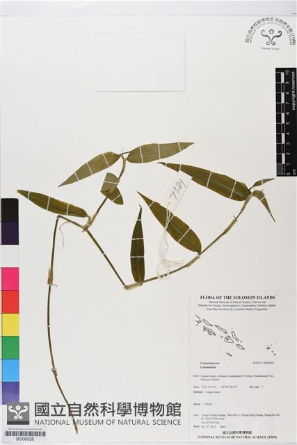 登錄號:BS06026藏品圖，第1張