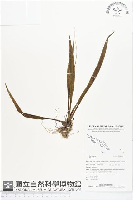 登錄號:BS02026藏品圖，第1張