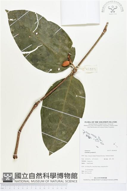 買麻樹藏品圖，第1張