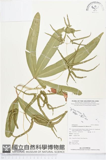 Accession Number:BP00026 Collection Image