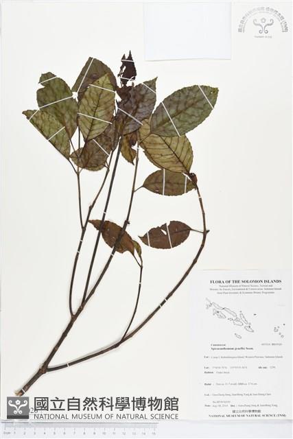 登錄號:BS05026藏品圖，第1張