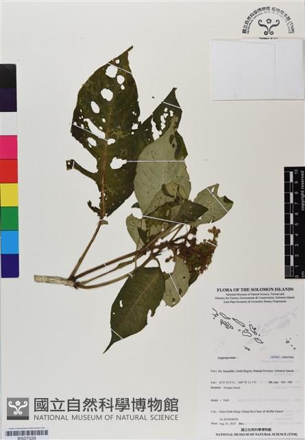 登錄號:BS07026藏品圖，第1張