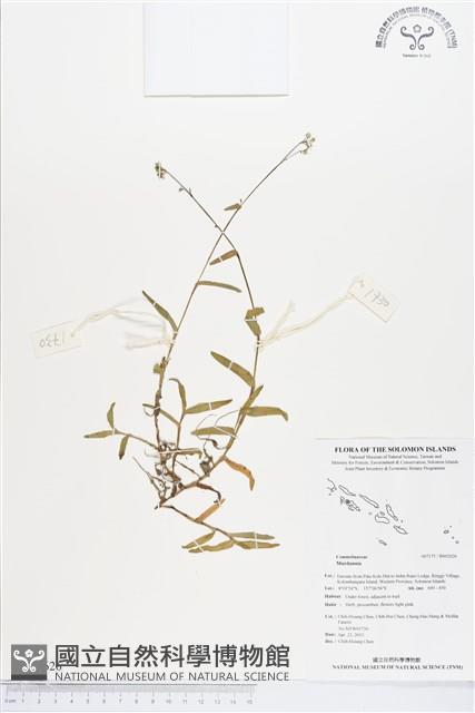 登錄號:BS02626藏品圖，第1張