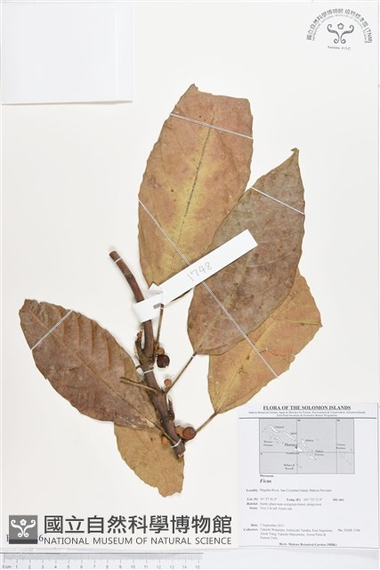 登錄號:BS01626藏品圖，第1張