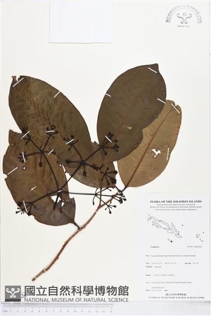 登錄號:BS04626藏品圖，第1張