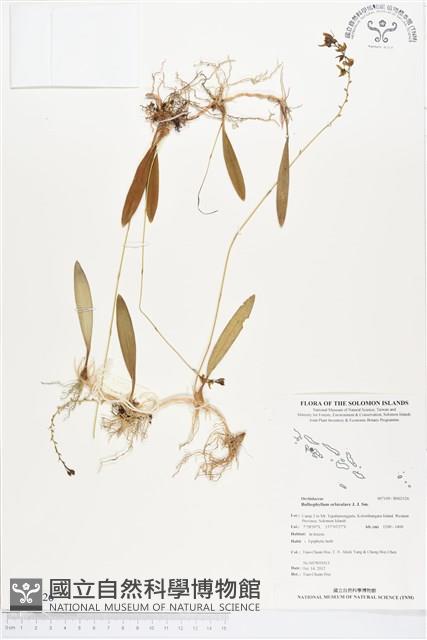 登錄號:BS02126藏品圖，第1張