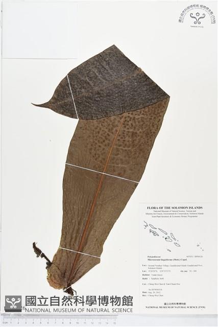 登錄號:BP00126藏品圖，第1張