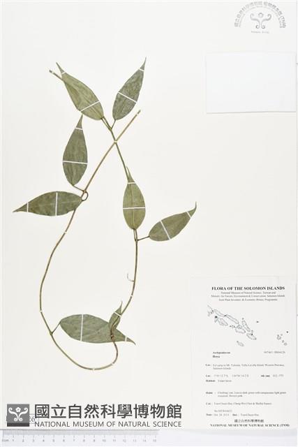 登錄號:BS04126藏品圖，第1張