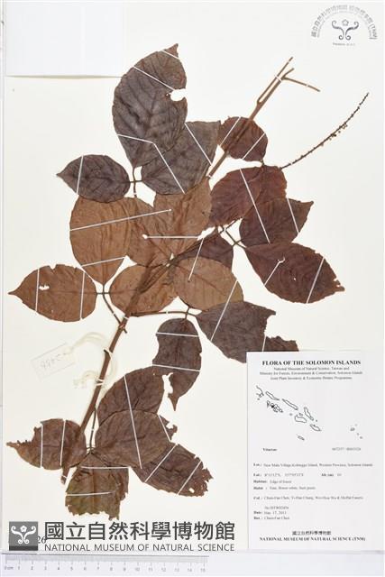 登錄號:BS03126藏品圖，第1張