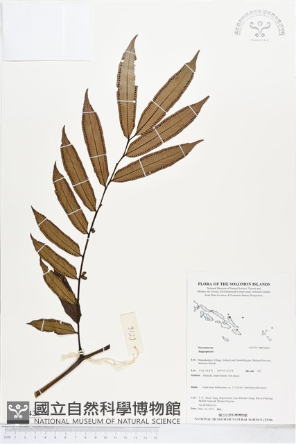 登錄號:BP02426藏品圖，第1張