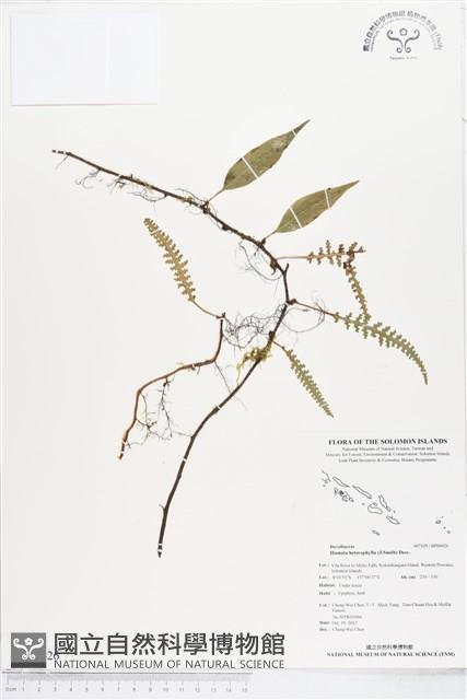 登錄號:BP00426藏品圖，第1張