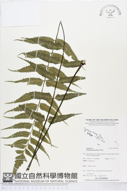 革葉鐵角蕨藏品圖，第1張