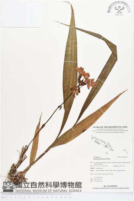 紫苞舌蘭、紫蘭藏品圖，第1張