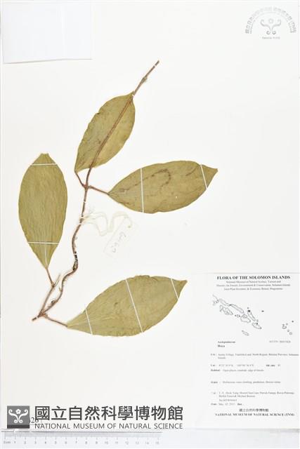 登錄號:BS05426藏品圖，第1張